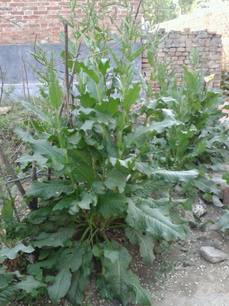 panda sports_速激外传北美破亿蝉联周末冠军 陀螺监制恐怖片超《狮子王》夺亚军(图1) 熊猫体育